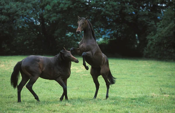 Angol Thoroughbred Csődörök Harcol — Stock Fotó