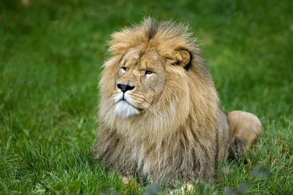 Leão Africano Pantera Leo Masculino — Fotografia de Stock