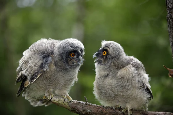 Long Eared Owl Asio Otus Chicks Standing Branch Normandy — Stock Photo, Image