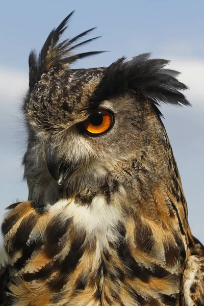 European Eagle Owl Asio Otus Portrait Adult — стокове фото