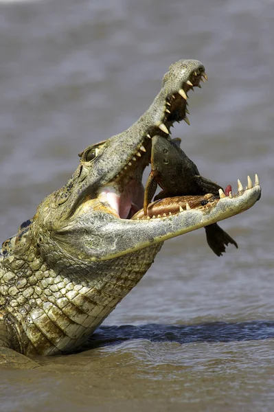 Caïman Lunettes Crocodile Caïman Capture Poissons Dans Rivière Los Lianos — Photo