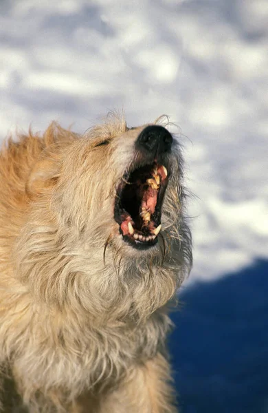 Picardy Shepherd Dog Yapping — Stock fotografie