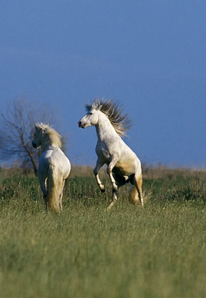 Kuda Camargue Kuda Jantan Berkelahi — Stok Foto
