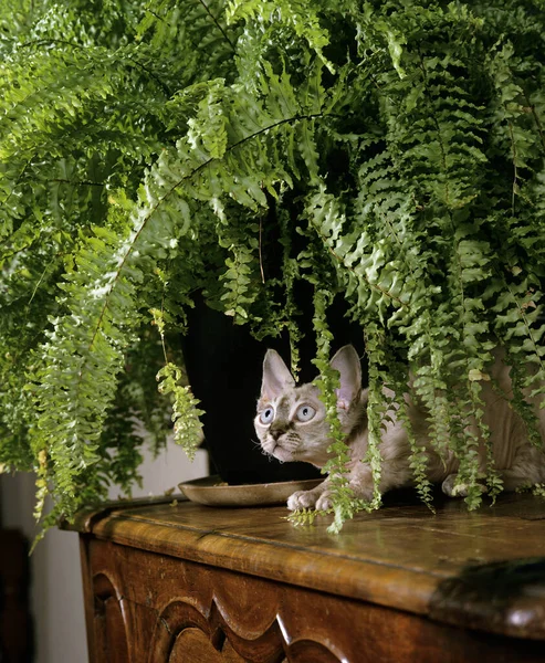 Devon Rex Domestic Cat with House Plant