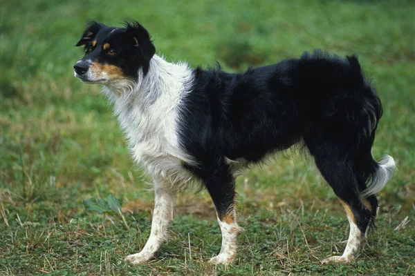 草の上に立つボーダーコリー犬 — ストック写真