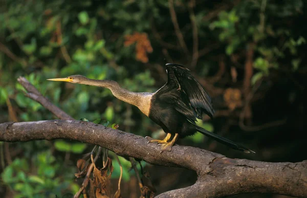 Anhinga American Darter Anhinga Anhinga Adulto Despegando Branch Pantanal Brasil —  Fotos de Stock