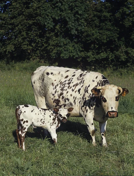 Normandië Koe Met Kalf Franse Tamme Runderen — Stockfoto