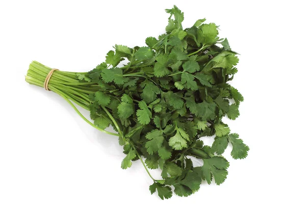 Cilantro Coriandrum Sativum Contra Fondo Blanco —  Fotos de Stock