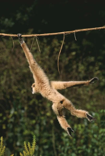 White Handed Gibbon Hylobates Lar Adult Hanging Liana — Stock Photo, Image