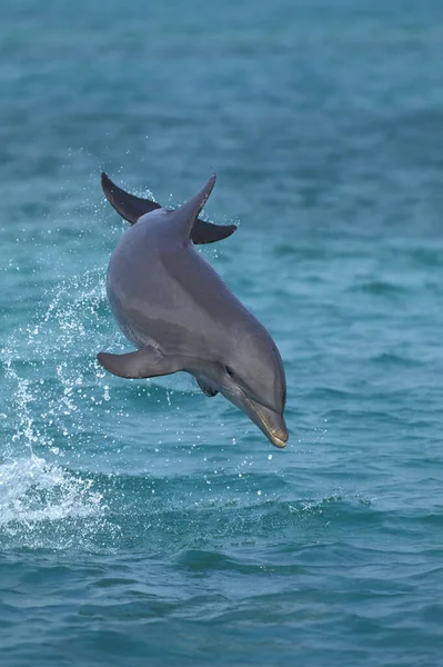 Bottlenose Dolphin Tursiops Truncatus Leaping Honduras — 스톡 사진