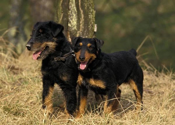 Jagd Terrier Dog Természetes Háttér — Stock Fotó