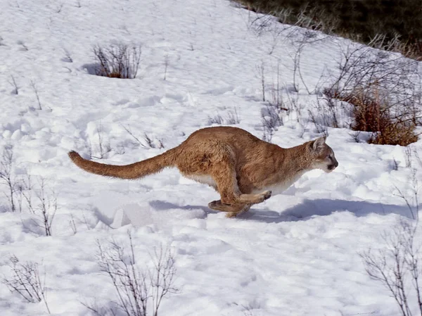 Cougar Puma Concolor Adulte Courant Sur Neige Montana — Photo