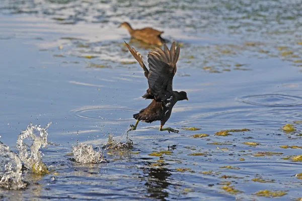 Ortak Moorhen Veya Avrupa Moorhen Gallinula Kloropus Olgunlaşmamış Uçuş Pond — Stok fotoğraf