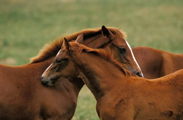 Anglo Cavalo Árabe Mare Foal Grooming — Fotografia de Stock