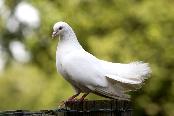 Weiße Fantail Taube Normandie — Stockfoto