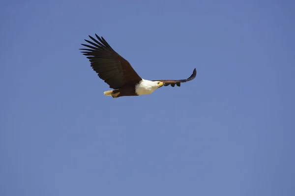 African Fish-Eagle, haliaeetus vocifer, Adult in Flight,   Baringo Lake in Kenya