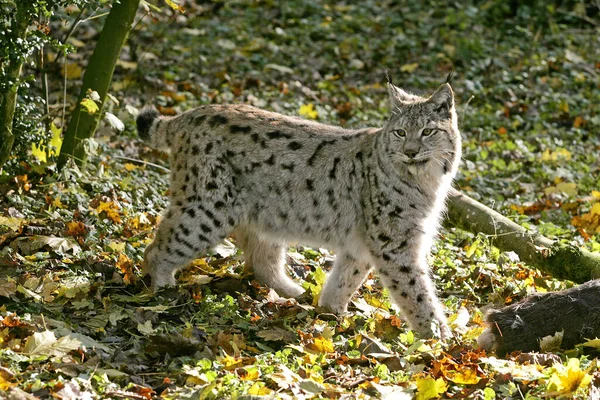 Lynx Europeu Felis Lynx Adulto Com Matança Veado Roe — Fotografia de Stock