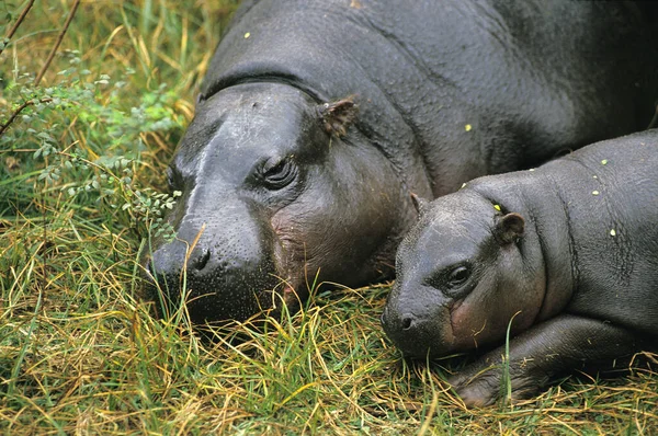 Pigmeu Hippopotamus Choeropsis Liberiensis Mãe Com Bezerro Dormindo — Fotografia de Stock