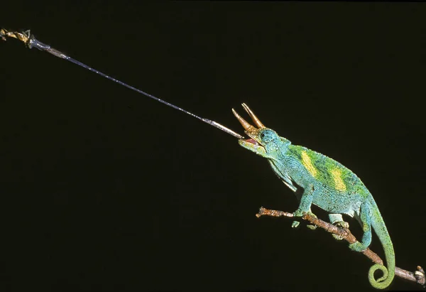 Jackson Chameleon Chamaeleo Jacksoni Mężczyzna Uderzający Owada — Zdjęcie stockowe