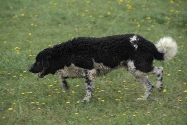 Friesischer Wasserhund Steht Auf Gras — Stockfoto