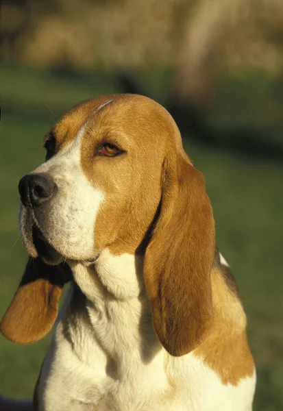 Portrait Artois Hound Dog — Stock Photo, Image