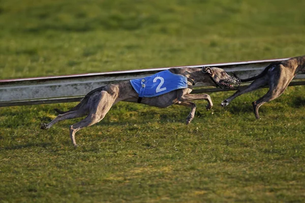 Greyhound Dog Running Course Sur Piste — Photo