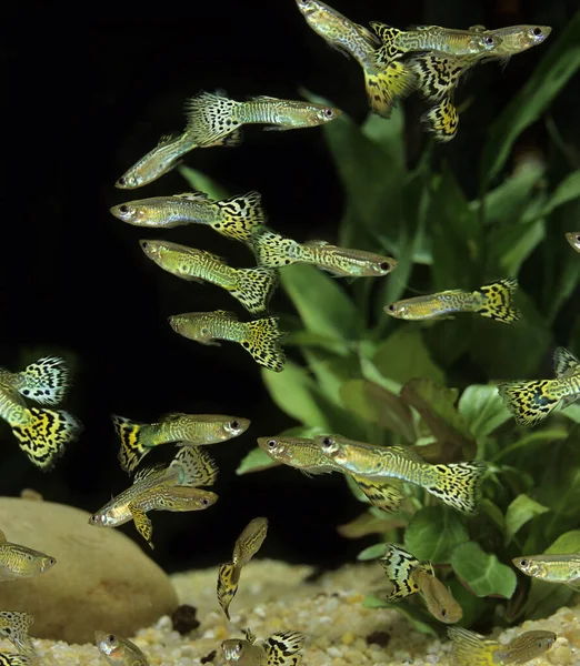 Guppy Poecilia Reticulata Akvaryum Balıkları — Stok fotoğraf