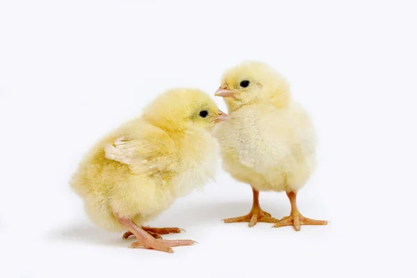 Chicks White Background — Stock Photo, Image