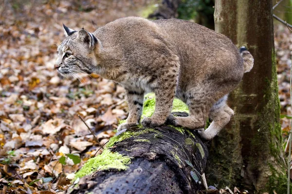 European Lynx Felis Lynx Adult Standing Branch — Stock Photo, Image