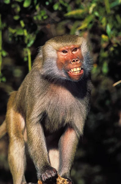Hamadryas Babuíno Papio Hamadryas Adulto Mostrando Dentes — Fotografia de Stock