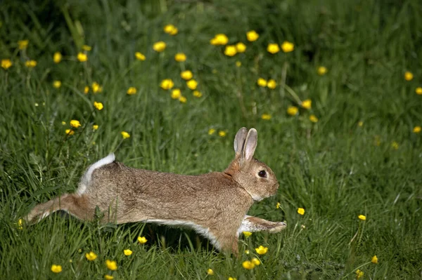 Европейский Кролик Дикий Кролик Oryctolagus Cuniculus Взрослый Бегущий Через Цветы — стоковое фото