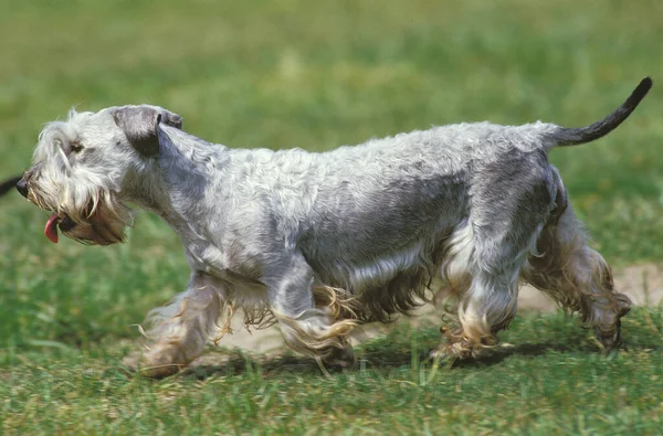 Cesky Dog Andando Grama — Fotografia de Stock