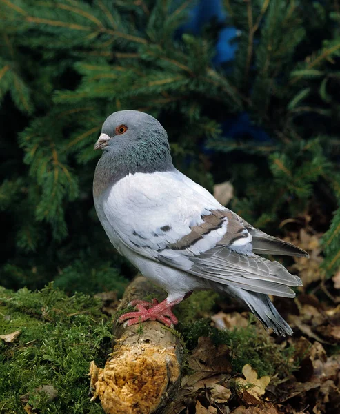 Blue Mondain Pigeon Natural Background — Stock Photo, Image