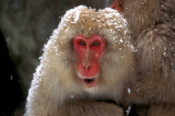 Macaque Japonais Macaca Fuscata Portrait Adulte Appelant Île Hokkaido Japon — Photo