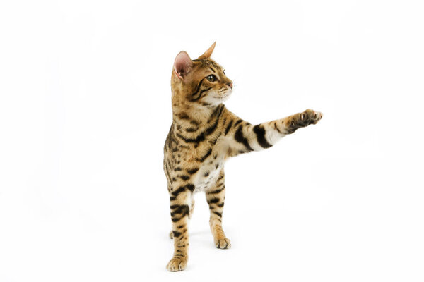 Brown Spotted Tabby Bengal Domestic Cat holding Paw up against White Background  