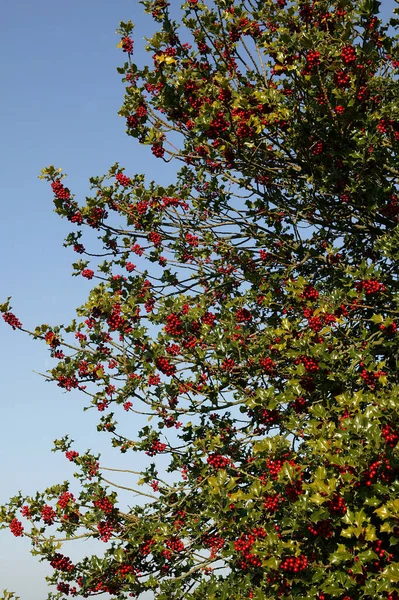 European Holly Ilex Aquifolium Med Röda Bär Vinter Normandie — Stockfoto
