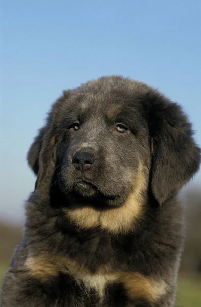 Tibetan Mastiff Dog Portrait Pup — стокове фото