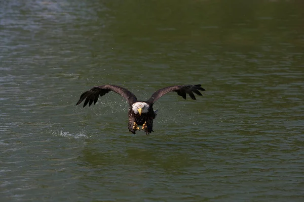 Águia Careca Haliaeetus Leucocephalus Imaturo Voo Acima Água — Fotografia de Stock