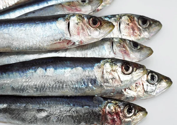 Fresh Sardines Sardina White Background — Stock Photo, Image