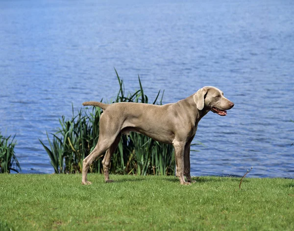 Weimar Pointer Kutya Férfi Áll Mellett — Stock Fotó