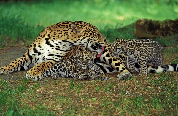 Jaguar Panthera Onca Moder Slickande Unge — Stockfoto