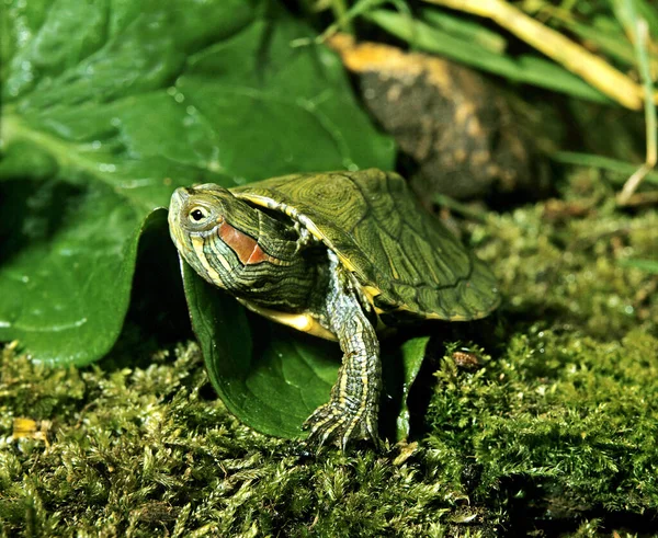 Red Eared Terrapin Btrachemys Scripta Elegans — стоковое фото