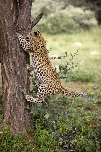 Леопард Panthera Pardus Месяца Роду Cub Climbing Tree Trunk Намибия — стоковое фото