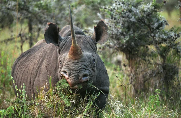 Black Rhinoceros Diceros Bicornis Nakuru Lake Kenya — Stock Photo, Image