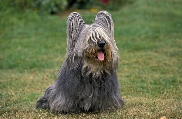 Skye Terrier Κάθεται Στο Γρασίδι — Φωτογραφία Αρχείου