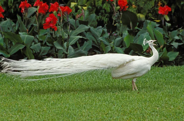 Albino Common Peacock Pavo Cristatus Chamando — Fotografia de Stock