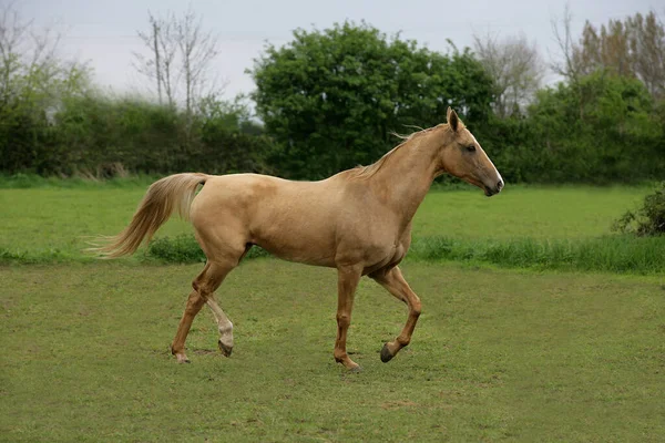 Akhal Teke Raça Cavalo Turquemenistão Mare — Fotografia de Stock