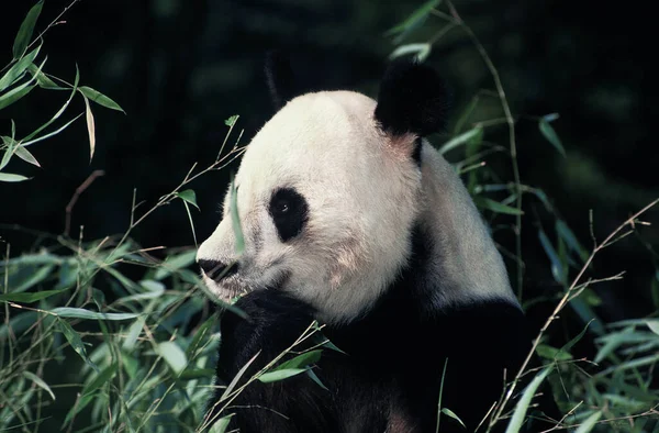 Óriás Panda Ailuropoda Melanoleuca Felnőtt Evő Bambusz — Stock Fotó