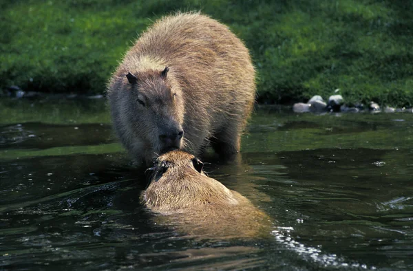 Capybara Hydrochoerus Hydrochaeris Természetes Háttér — Stock Fotó