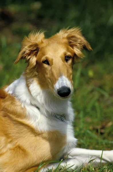 Borzoi Rus Kurt Köpeği Köpek Portresi — Stok fotoğraf